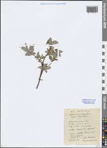 Salix xerophila × hastata, Сибирь, Чукотка и Камчатка (S7) (Россия)