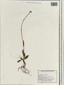 Asteraceae, Зарубежная Азия (ASIA) (КНР)
