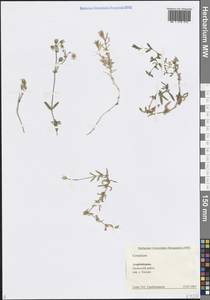 Ясколка, Кавказ, Азербайджан (K6) (Азербайджан)