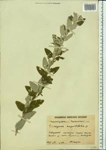 Лох узколистный, Лох обыкновенный L., Восточная Европа, Нижневолжский район (E9) (Россия)