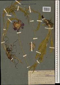 Ломелозия кавказская (M. Bieb.) Greuter & Burdet, Кавказ, Армения (K5) (Армения)