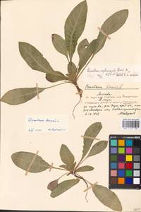Oenothera biennis × glazioviana, Восточная Европа, Московская область и Москва (E4a) (Россия)