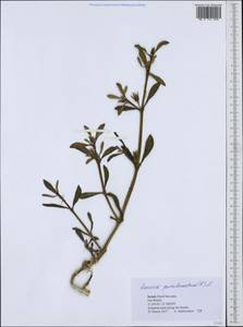 Sesuvium portulacastrum (L.) L., Зарубежная Азия (ASIA) (Израиль)