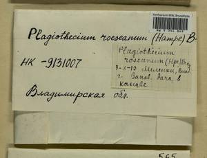 Plagiothecium cavifolium (Brid.) Z. Iwats., Гербарий мохообразных, Мхи - Центральное Нечерноземье (B6) (Россия)