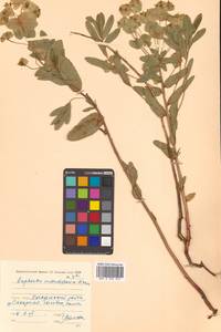 Молочай острый, Сибирь, Дальний Восток (S6) (Россия)