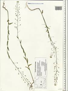Camelina microcarpa subsp. pilosa (DC.) Jáv., Восточная Европа, Северо-Западный район (E2) (Россия)