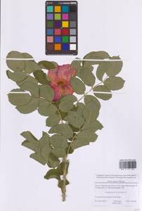 Шиповник морщинистый Thunb., Восточная Европа, Московская область и Москва (E4a) (Россия)