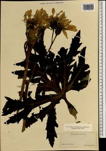 Asteraceae, Зарубежная Азия (ASIA) (Япония)