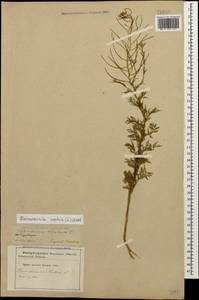 Дескурения Софии (L.) Webb ex Prantl, Кавказ, Азербайджан (K6) (Азербайджан)