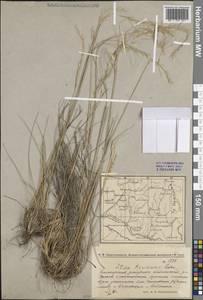 Ковыль Коржинского Roshev., Восточная Европа, Восточный район (E10) (Россия)