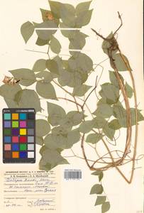 Горошек разветвленный (Maxim.) Ohwi, Сибирь, Дальний Восток (S6) (Россия)