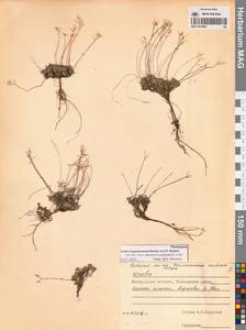 Крупка магаданская Berkut. & A.P.Khokhr., Сибирь, Чукотка и Камчатка (S7) (Россия)