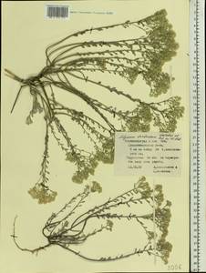 Odontarrhena tortuosa subsp. tortuosa, Восточная Европа, Северо-Украинский район (E11) (Украина)