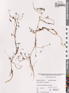 Лютик Гмелина DC., Сибирь, Чукотка и Камчатка (S7) (Россия)