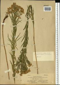 Galatella sedifolia subsp. sedifolia, Восточная Европа, Нижневолжский район (E9) (Россия)