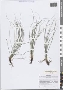 Осока приземистая Willd. ex Wahlenb., Восточная Европа, Средневолжский район (E8) (Россия)