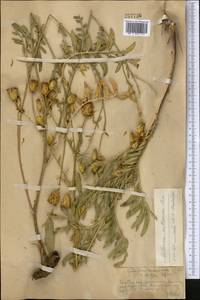 Rhaponticoides ruthenica (Lam.) M.V.Agab. & Greuter, Средняя Азия и Казахстан, Западный Тянь-Шань и Каратау (M3) (Казахстан)