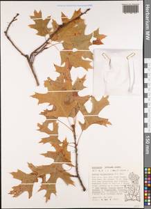 Quercus ellipsoidalis E.J.Hill, Америка (AMER) (США)