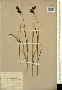 Carex aterrima subsp. medwedewii (Leskov) T.V.Egorova, Кавказ, Краснодарский край и Адыгея (K1a) (Россия)