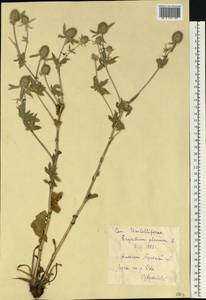 Синеголовник плосколистный L., Восточная Европа, Центральный район (E4) (Россия)