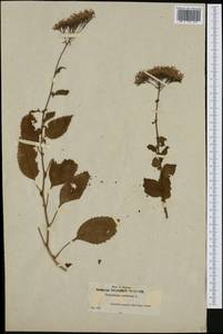 Trachelium caeruleum L., Западная Европа (EUR) (Испания)