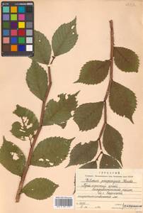 Ulmus davidiana var. japonica (Rehder) Nakai, Сибирь, Дальний Восток (S6) (Россия)