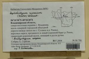 Amblystegium serpens (Hedw.) Schimp., Гербарий мохообразных, Мхи - Центральное Нечерноземье (B6) (Россия)