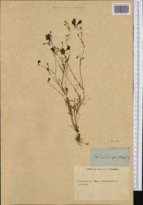 Linaria spartea (L.) Willd., Западная Европа (EUR) (Неизвестно)