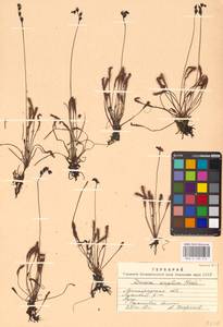 Drosera × anglica Huds., Восточная Европа, Северо-Западный район (E2) (Россия)