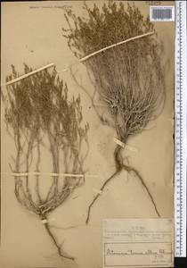 Полынь белоземельная Krasch., Средняя Азия и Казахстан, Муюнкумы, Прибалхашье и Бетпак-Дала (M9) (Казахстан)
