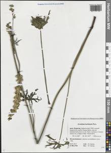 Борец бородатый Patrin ex Pers., Сибирь, Прибайкалье и Забайкалье (S4) (Россия)