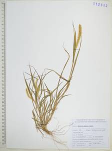 Щетинник сизый, Щетинник малый (Poir.) Roem. & Schult., Сибирь, Дальний Восток (S6) (Россия)