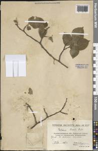 Вяз гладкий, Вяз обыкновенный Pall., Восточная Европа, Северо-Украинский район (E11) (Украина)