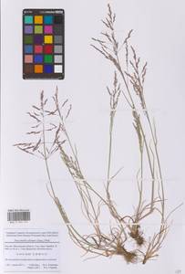 Бескильница расставленная (Jacq.) Parl., Восточная Европа, Московская область и Москва (E4a) (Россия)