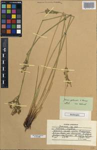 Juncus gubanovii Novikov, Зарубежная Азия (ASIA) (Афганистан)