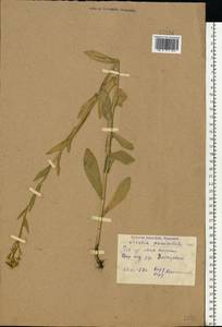 Неслия метельчатая (L.) Desv., Восточная Европа, Центральный район (E4) (Россия)