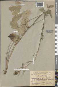 Бедренец камнеломковый, Бедренец-камнеломка L., Восточная Европа, Нижневолжский район (E9) (Россия)