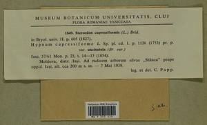 Hypnum cupressiforme Hedw., Гербарий мохообразных, Мхи - Западная Европа (BEu) (Румыния)