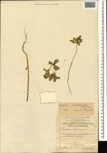 Euphorbia rhabdotosperma Radcl.-Sm., Кавказ, Азербайджан (K6) (Азербайджан)
