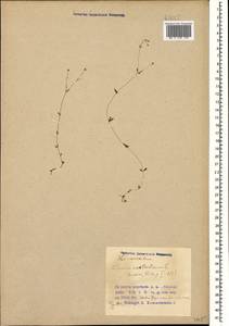 Лен слабительный L., Кавказ, Азербайджан (K6) (Азербайджан)