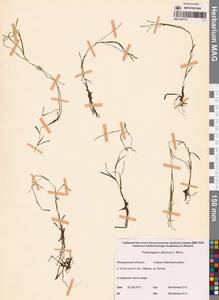 Рдест сибирский A.Benn., Сибирь, Чукотка и Камчатка (S7) (Россия)
