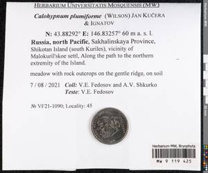 Calohypnum plumiforme (Wilson) Jan Kučera & Ignatov, Гербарий мохообразных, Мхи - Дальний Восток (без Чукотки и Камчатки) (B20) (Россия)