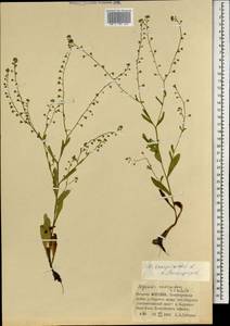 Незабудка скорпионовидная L., Монголия (MONG) (Монголия)