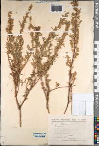Artemisia stechmanniana Besser, Сибирь, Прибайкалье и Забайкалье (S4) (Россия)