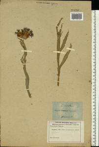 Centaurea triumfettii subsp. axillaris (Willd. ex Celak.) Stef. & T. Georgiev, Восточная Европа, Центральный лесостепной район (E6) (Россия)