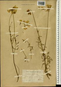 Dicyclophora persica Boiss., Зарубежная Азия (ASIA) (Иран)