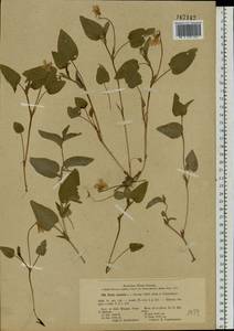 Фиалка собачья L., Восточная Европа, Московская область и Москва (E4a) (Россия)