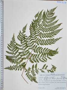 Кочедыжник женский (L.) Roth, Сибирь, Дальний Восток (S6) (Россия)