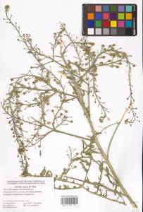 Катран бугорчатый Rupr., Восточная Европа, Нижневолжский район (E9) (Россия)