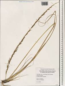 Sporobolus fertilis (Steud.) Clayton, Зарубежная Азия (ASIA) (Вьетнам)